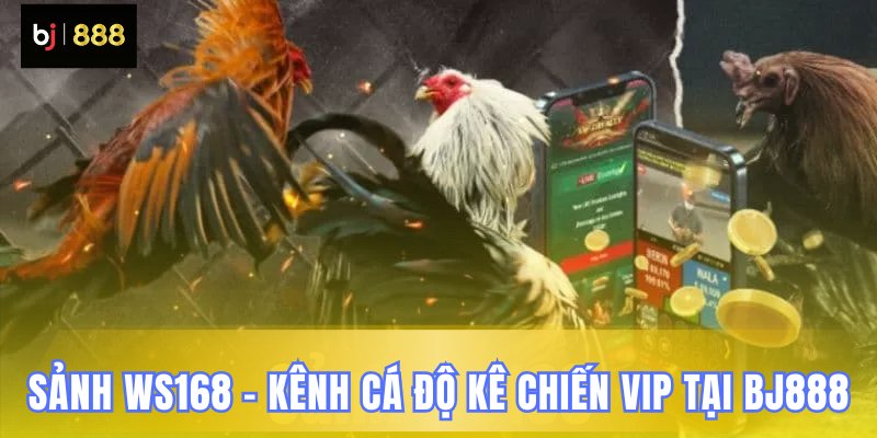 WS168 kênh đặc quyền đá gà BJ888 WS168 kênh đặc quyền đá gà BJ888
