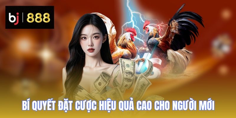 Đá Gà Cựa Dao - Thể Loại Thú Vị Với Nhiều Trận Đấu Hay 3 da ga cua dao bi quyet cuoc 2