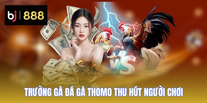Đá Gà Thomo - Sân Chơi Cá Cược Trực Tiếp Uy Tín 1 Trường gà đá gà Thomo đang thu hút đông đảo người chơi