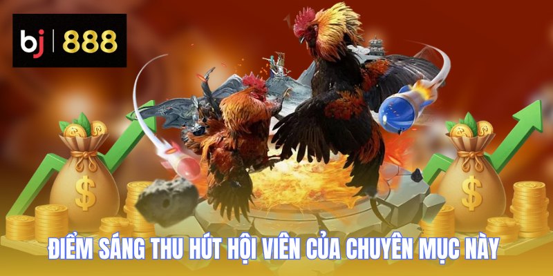 Đá Gà BJ888 - Khám Phá Các Loại Hình Chọi Kê Kịch Tính 3 da ga bj888 diem sang