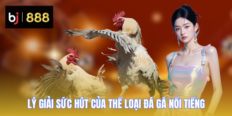 Đá Gà C2 BJ888 - Đỉnh Cao Trình Diễn Của Danh Kê Xuất Chúng 3 da ga c2 ly giai suc hut