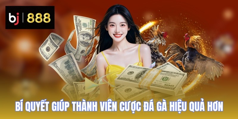Đá Gà C3 BJ888 - Giải Đấu Kịch Tính, Cược Ngay Thắng Lớn 3 da ga c3 bi quyet